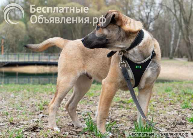 4 мес щенок Дангал ищет семью Умный и контактный