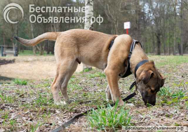 4 мес щенок Дангал ищет семью Умный и контактный