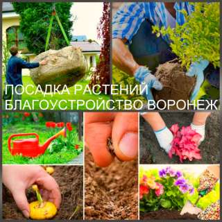 Озеленение участка и посадка растений в Воронеже