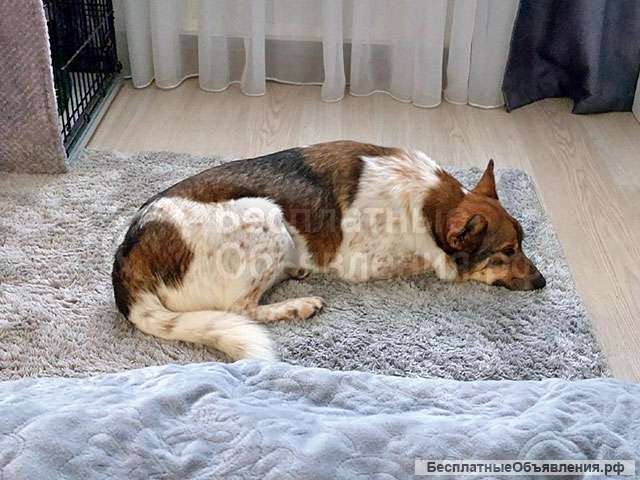 Ваш самый лучший компаньон, молодой песик Тим в добрые руки