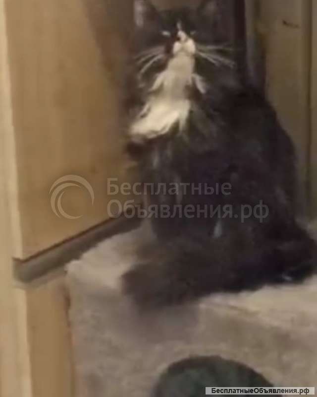 Кошка ищет дом