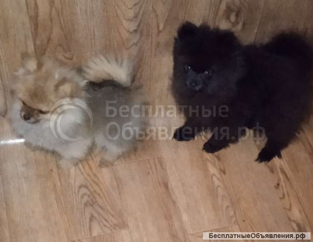 Шпицы мини и малого размера, щенки, подростки