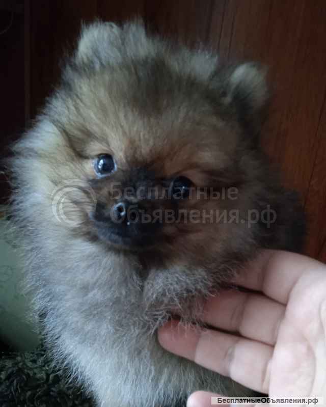 Шпицы мини и малого размера, щенки, подростки