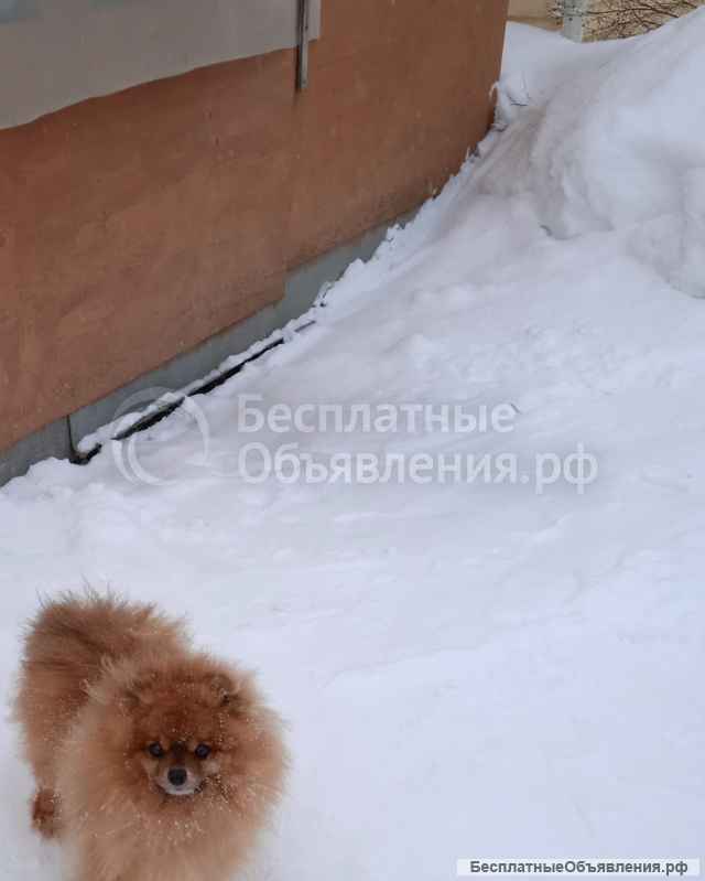 Шпицы мини и малого размера, щенки, подростки