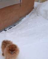 Шпицы мини и малого размера, щенки, подростки