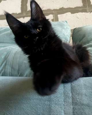 Котик мейн-кун чёрного окраса в иркутске