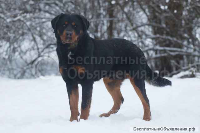 Ротвейлер Сникерс в добрые руки