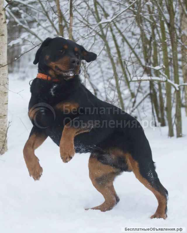 Ротвейлер Сникерс в добрые руки