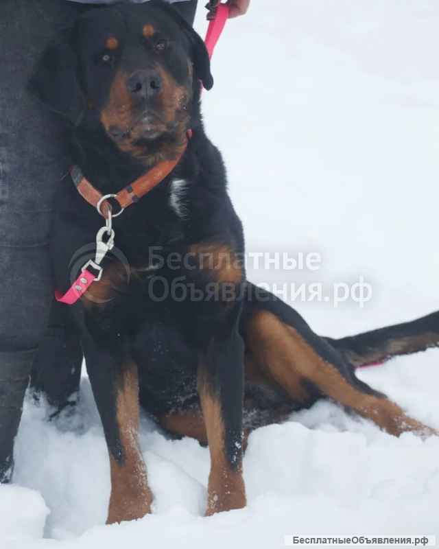 Ротвейлер Сникерс в добрые руки