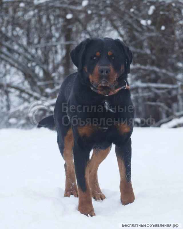 Ротвейлер Сникерс в добрые руки