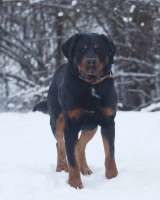 Ротвейлер Сникерс в добрые руки