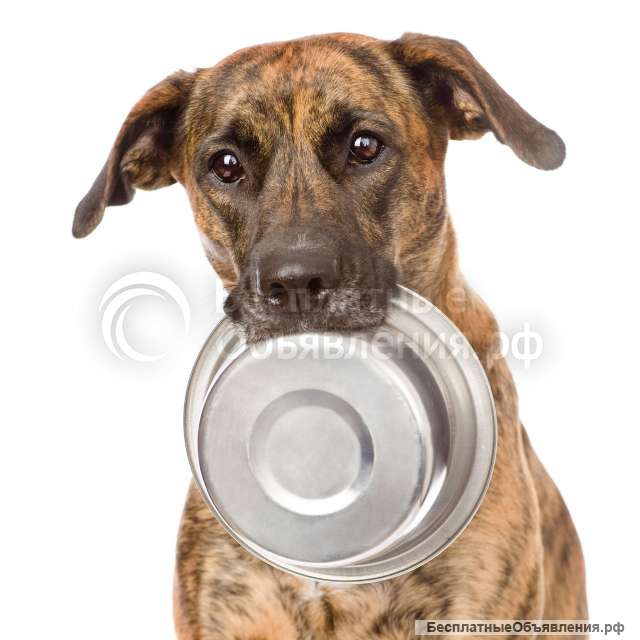 Дрессировка собак. Коррекция поведения.