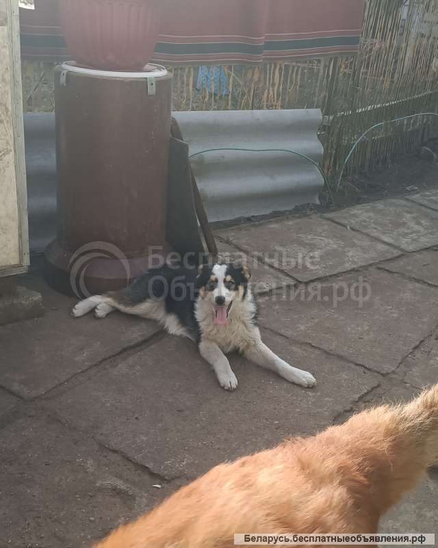 Отдам в хорошие руки