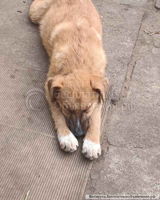 Отдам в хорошие руки