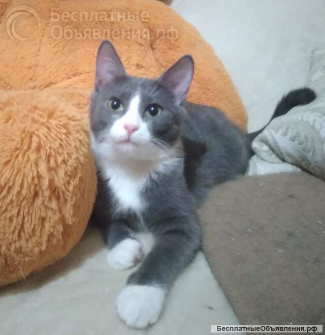 Котик в добрые руки