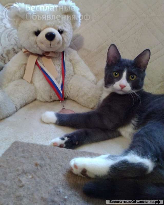 Котик в добрые руки