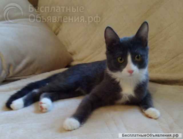 Котик в добрые руки