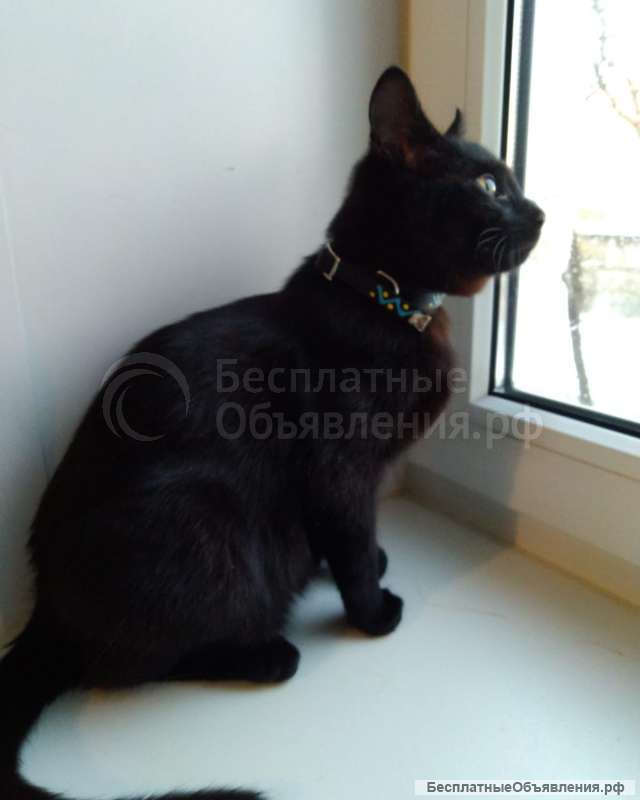 Замечательный черныш в дар