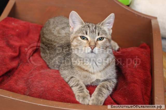 Королева Елизавета ищет семью