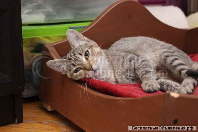 Королева Елизавета ищет семью