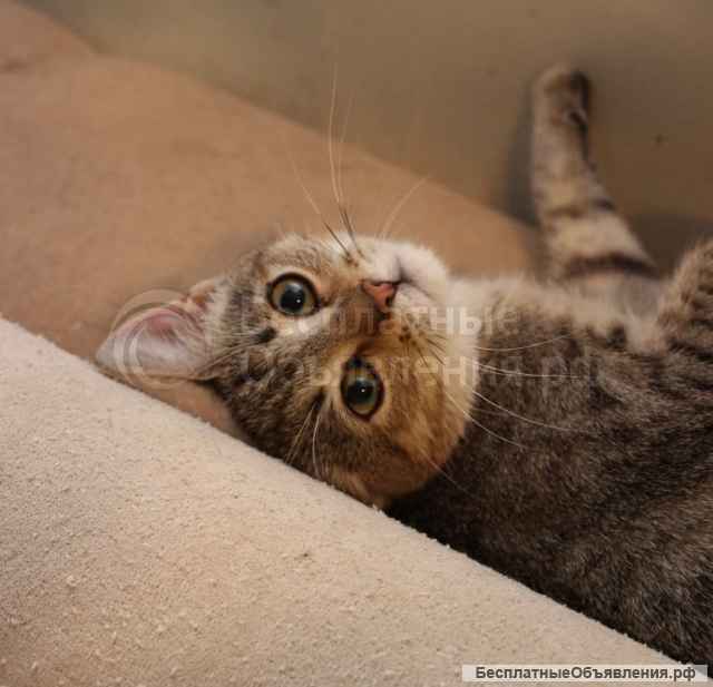 Королева Елизавета ищет семью