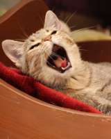 Королева Елизавета ищет семью