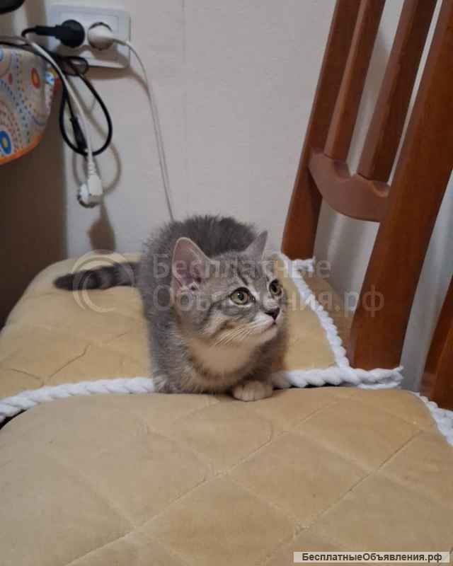 Кошечка, метис, 5,5 мес. привита, приучена, домашняя.