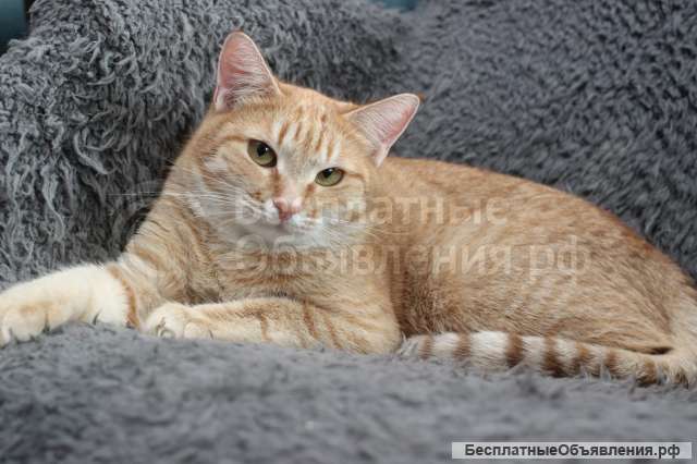 Ласковая рыжая Рыся ищет дом