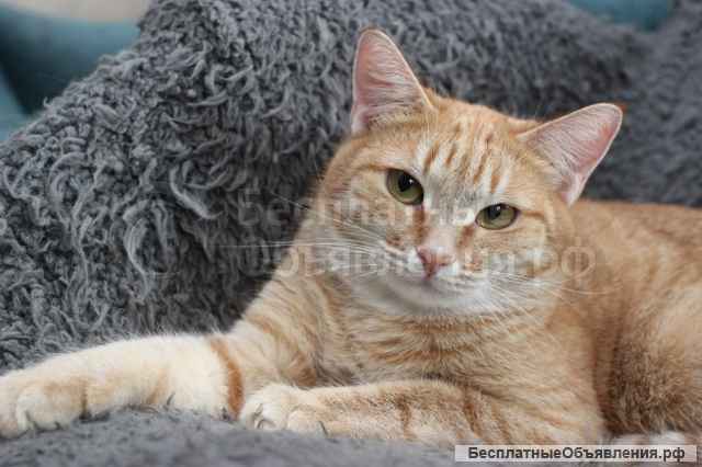 Ласковая рыжая Рыся ищет дом