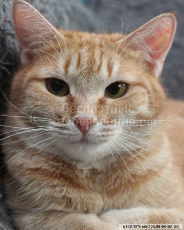 Ласковая рыжая Рыся ищет дом