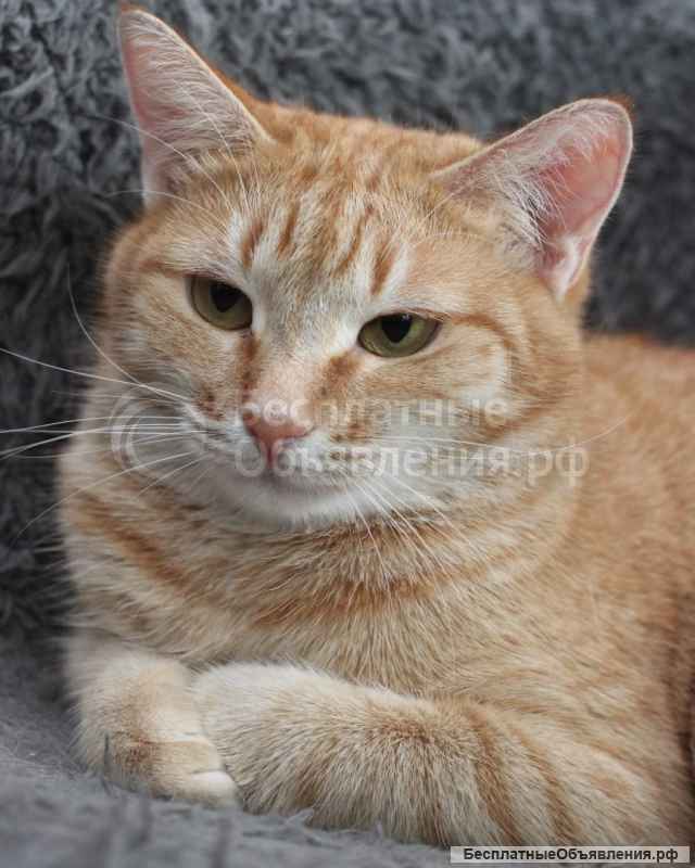 Ласковая рыжая Рыся ищет дом