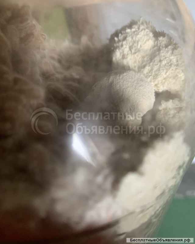 Грибная ферма Farmyc - мицелий ежовика гребенчатого на буром рисе и т.д.