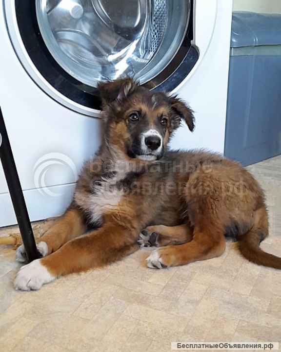 Замечательный красавец, домашний щенок Дарчи в добрые руки