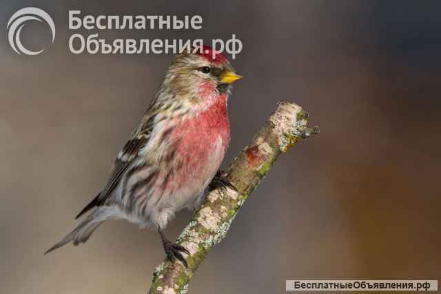 Лесные птички на выпуск