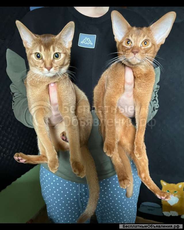Абиссинские кошки