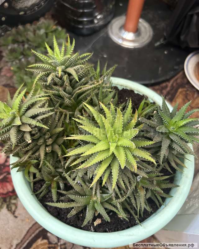 Хавортия суккуленты