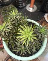 Хавортия суккуленты