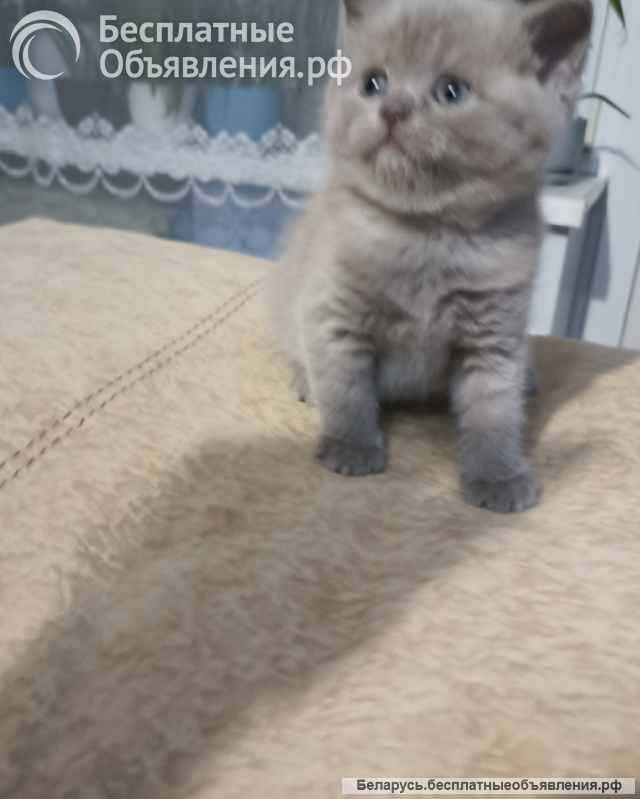 Шотландский котёнок