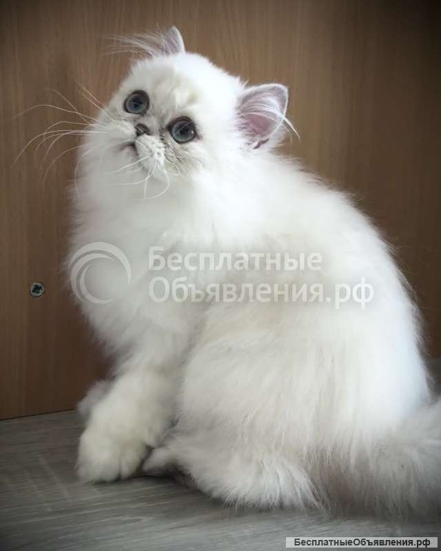 Персидские шиншиллы