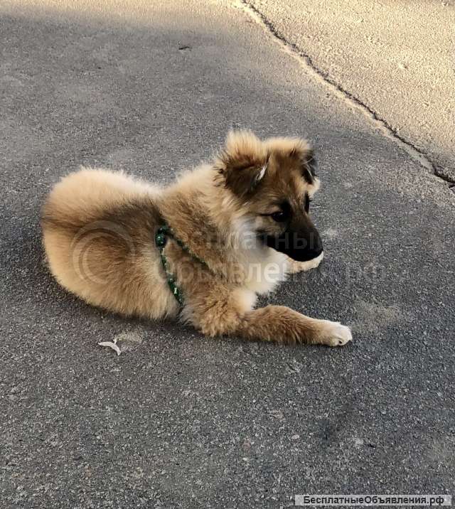 Щенок Филька