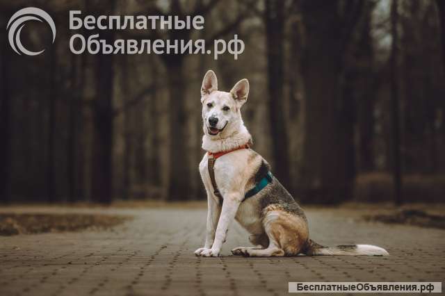 Марко ищет дом и семью