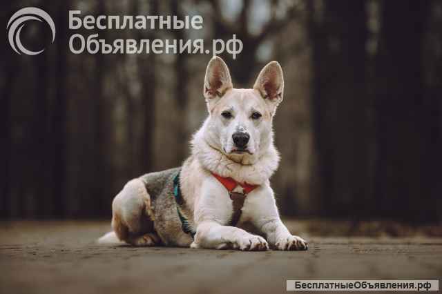 Марко ищет дом и семью