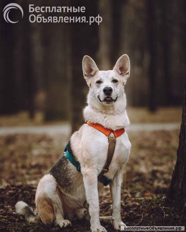 Марко ищет дом и семью