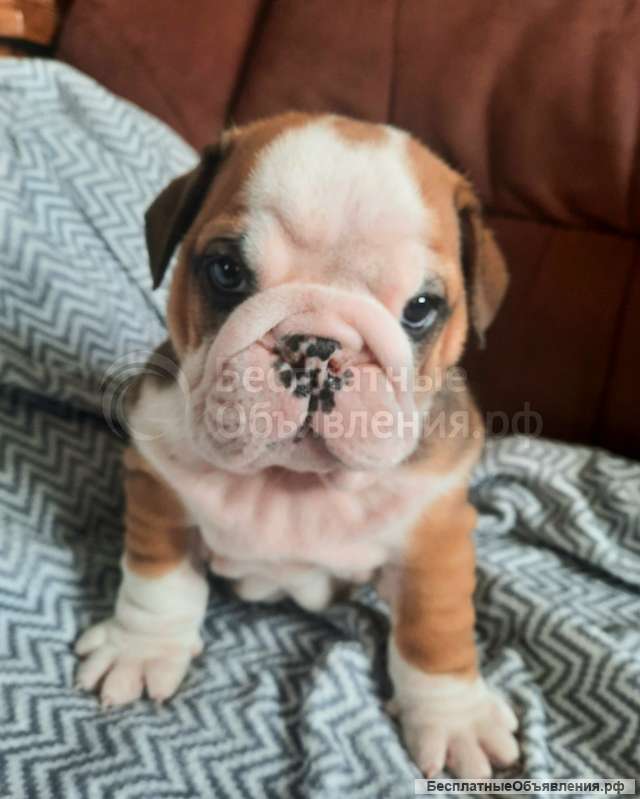 Щенки английского бульдога