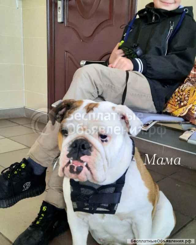 Щенки английского бульдога