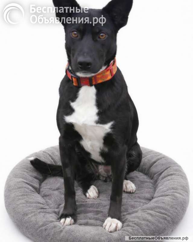 Марси чудесная собака-компаньон ищет дом