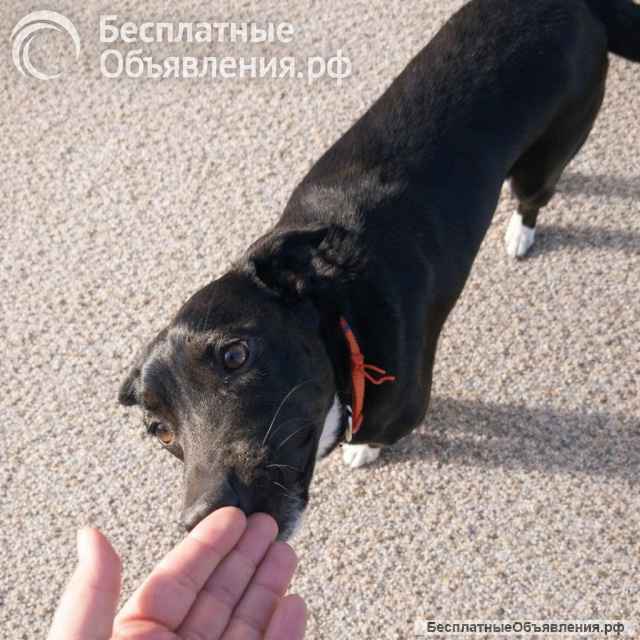 Марси чудесная собака-компаньон ищет дом