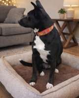 Марси чудесная собака-компаньон ищет дом