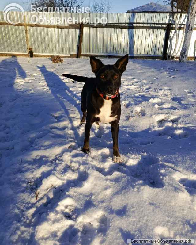 Марси чудесная собака-компаньон ищет дом