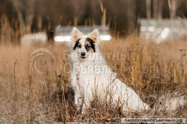 Небольшая красавица Ронда в добрые руки